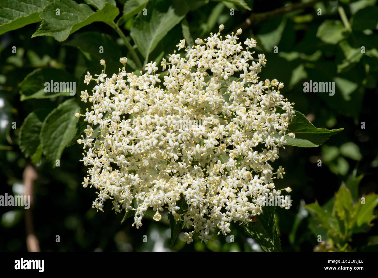 Elder (Sambucus nigra) ensemble de fleurs blanches avec des feuilles sur un arbuste sauvage ou un petit arbre en fleur, Berkshire, mai Banque D'Images