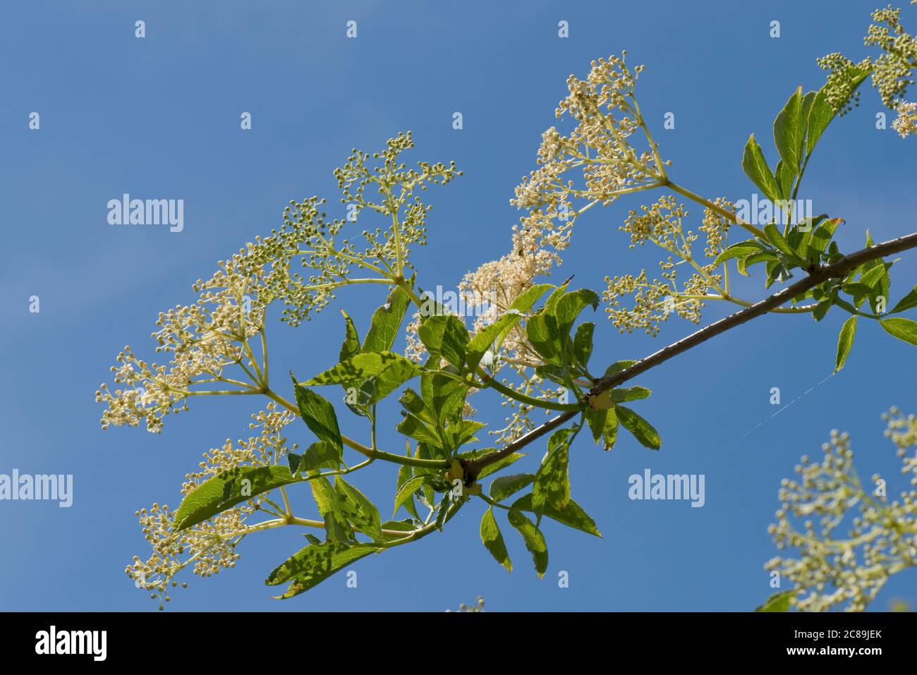 Grappes de fleurs blanches et jeunes baies avec feuilles sur un arbuste sauvage ou un petit arbre en fleur, Berkshire, mai Banque D'Images
