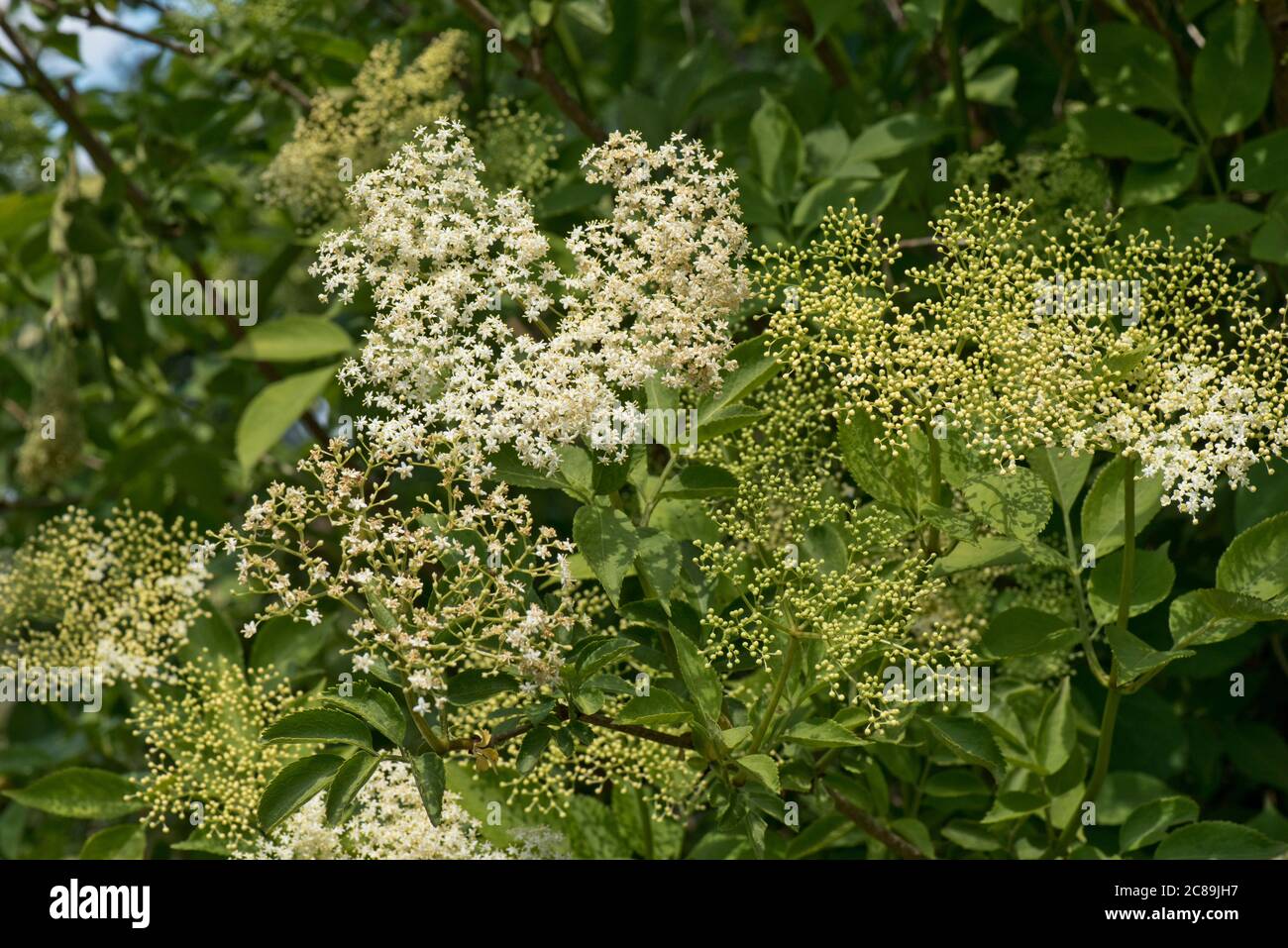 Grappes de fleurs blanches et jeunes baies avec feuilles sur un arbuste sauvage ou un petit arbre en fleur, Berkshire, mai Banque D'Images