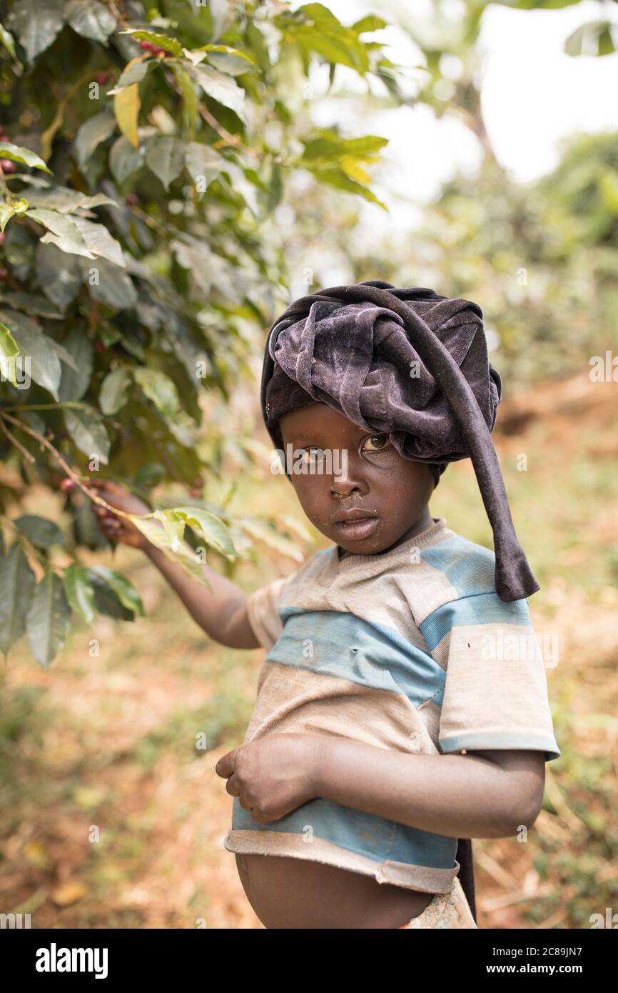 Une jeune fille de quatre ans se tient dans le café de sa famille sur le mont Elgon, en Ouganda, en Afrique de l'est. Banque D'Images