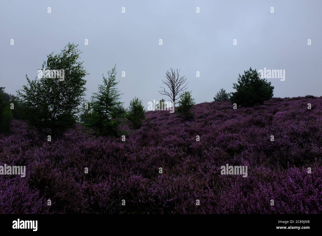 Floraison de bruyère en août dans un parc naturel appelé Posbank aux pays-Bas Banque D'Images