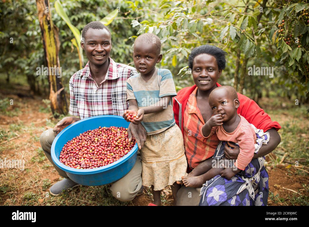 Famille de producteurs de café récoltant des cerises fraîches sur leur ferme sur les contreforts du mont Elgon en Ouganda, en Afrique de l'est. Banque D'Images