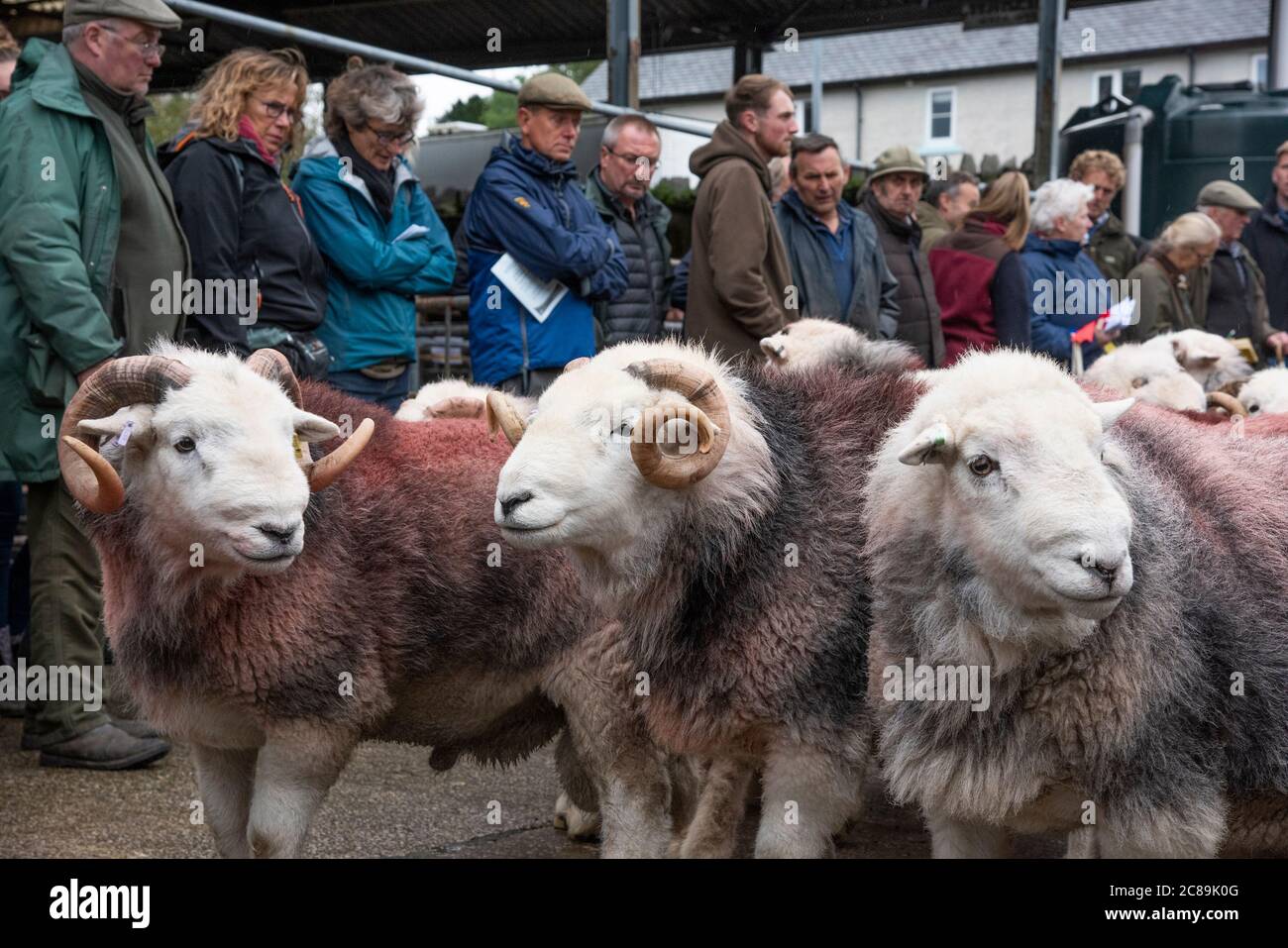 Jurer béliers. Broughton dans la vente de Furness de moutons Herdwick, Cumbria, Banque D'Images