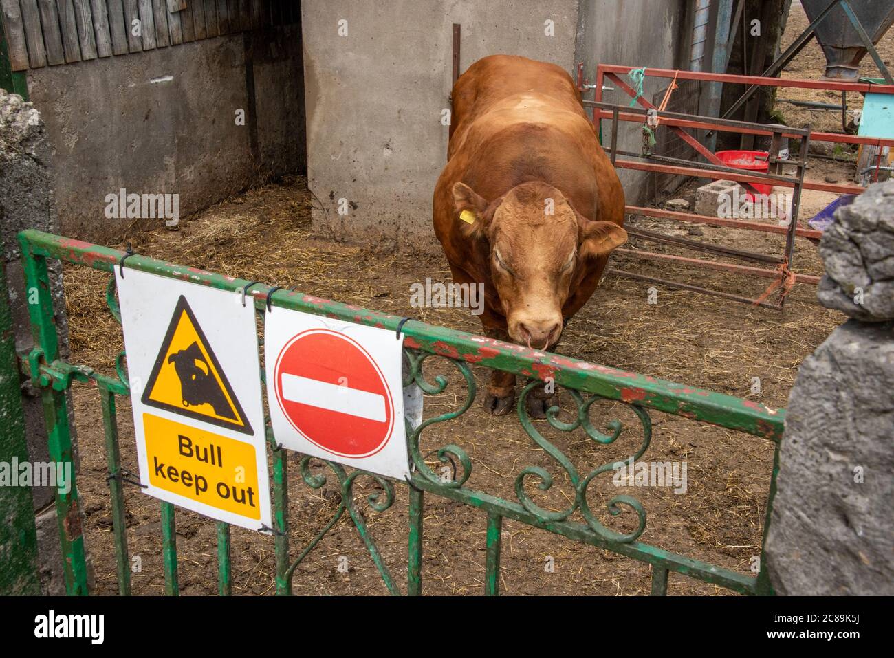 Bull suivre le signe sur un stylo à taureau avec un taureau Limousin, Silverdale, Carnforth, Lancashire.UK Banque D'Images