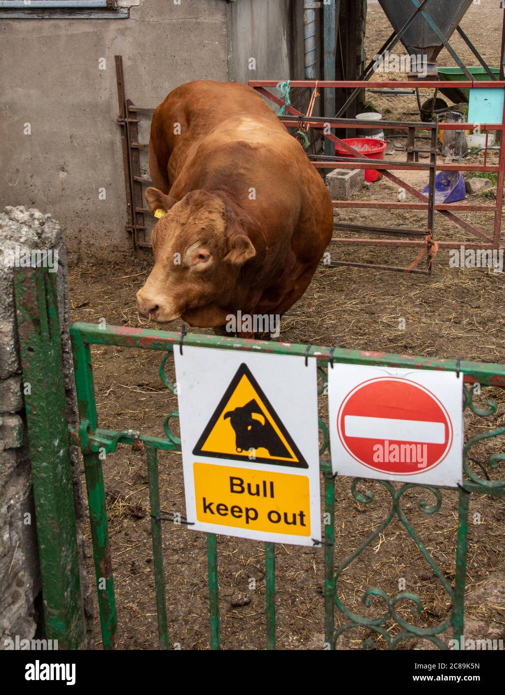 Bull suivre le signe sur un stylo à taureau avec un taureau Limousin, Silverdale, Carnforth, Lancashire.UK Banque D'Images