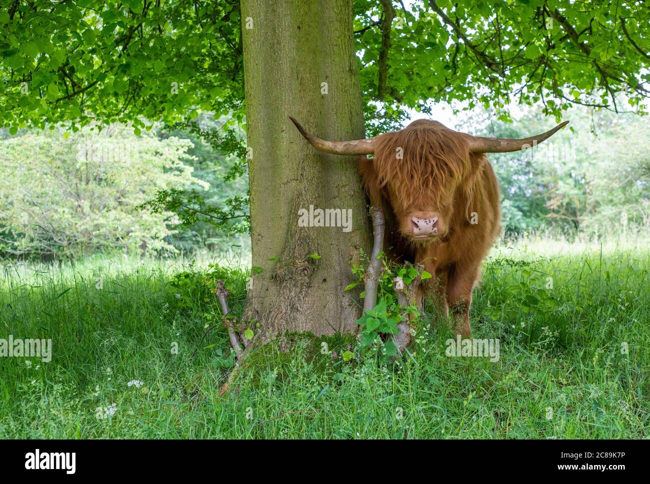 Une vache des Highlands, Yorkshire Sculpture Park, West Bretton, WakeÞeld, Yorkshire. Banque D'Images