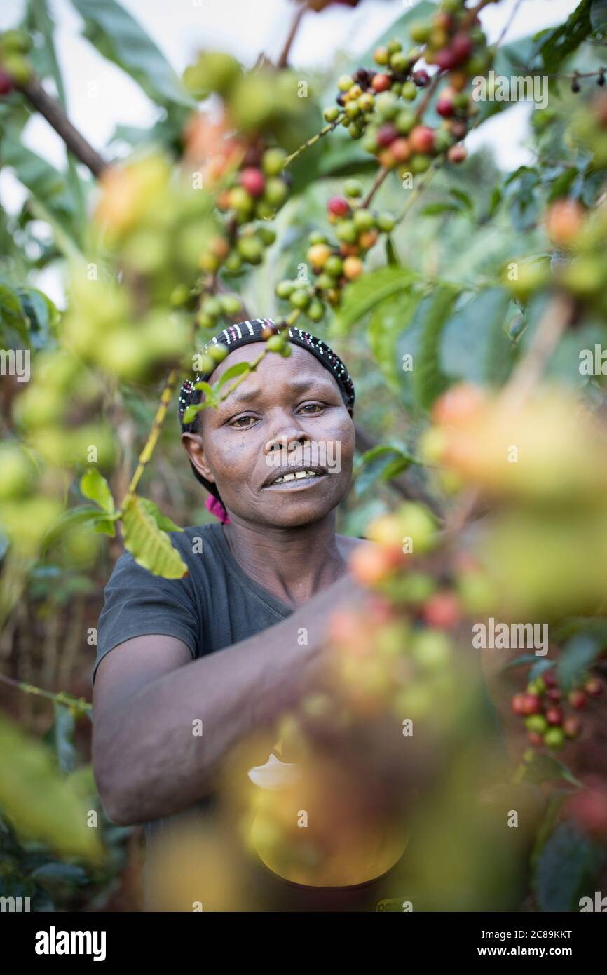 Femme cultivatrice de café récoltant des cerises fraîches sur une ferme sur les contreforts du mont Elgon en Ouganda, en Afrique de l'est. Banque D'Images