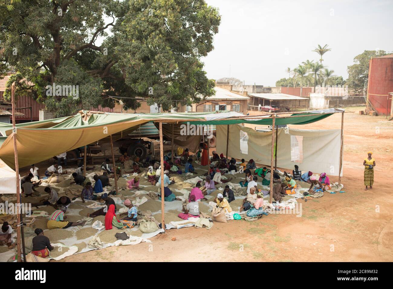Une tente est pleine de travailleurs de qualité triant les grains de café en dehors d'un entrepôt coopératif à Mbale, en Ouganda, en Afrique de l'est. Banque D'Images