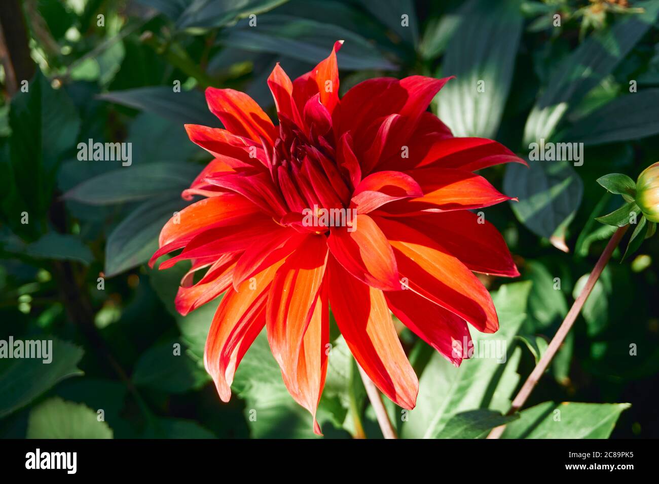 Gros plan d'une fleur rouge de Dahlia en été Banque D'Images