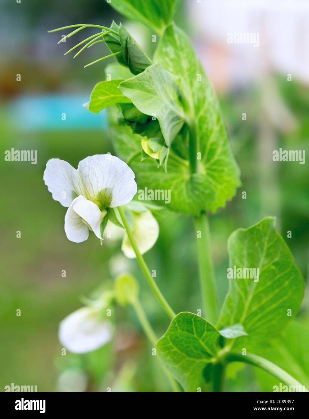 Fleur de plantes de pois. Plantes de pois verts à la lumière du soleil. Banque D'Images