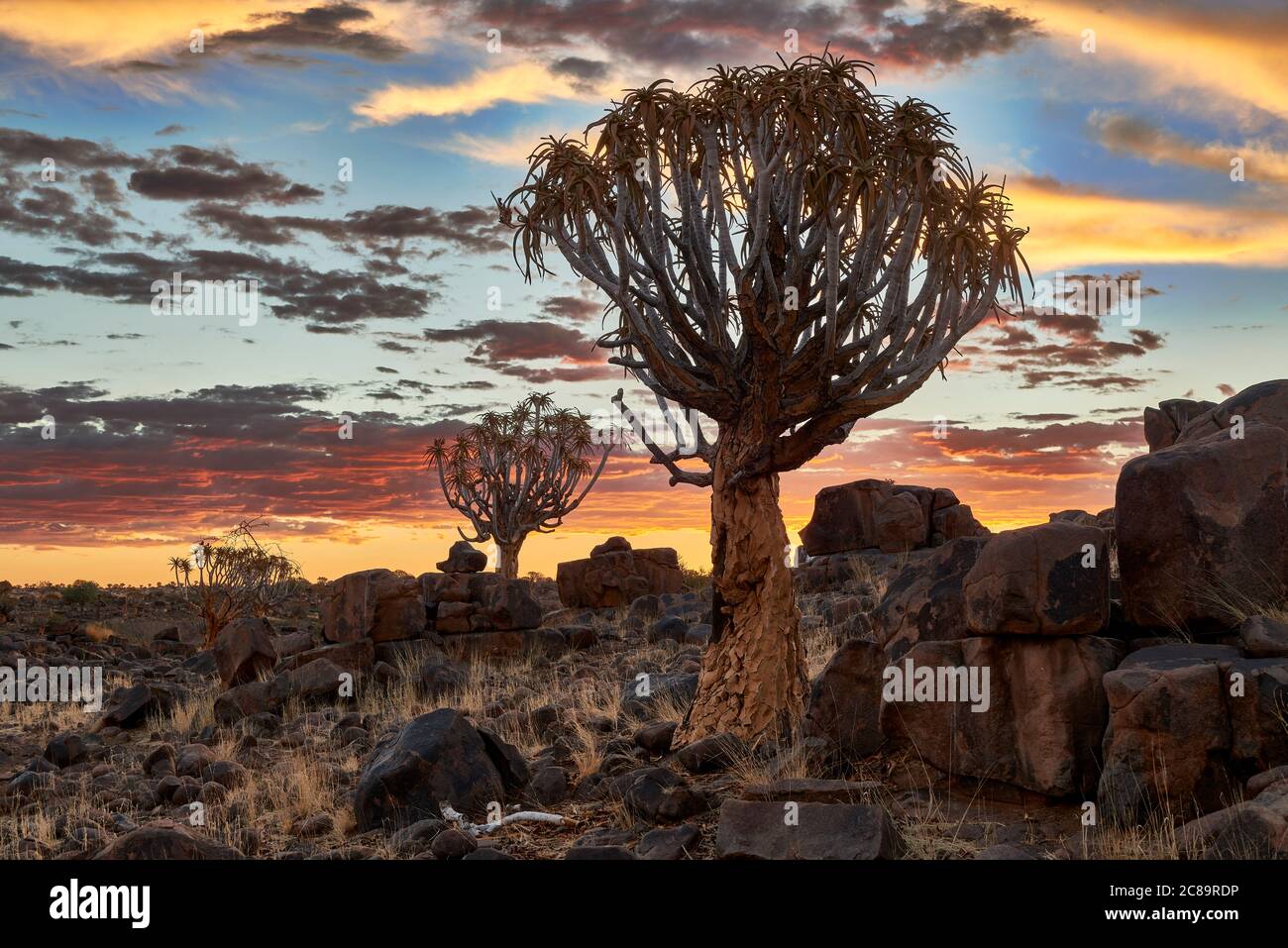 Coucher de soleil au Quiver Tree Forest, L'Aloe dichotoma, ferme Garas, Mesosaurus Fossil Site, Keetmanshoop, Namibie, Afrique Banque D'Images