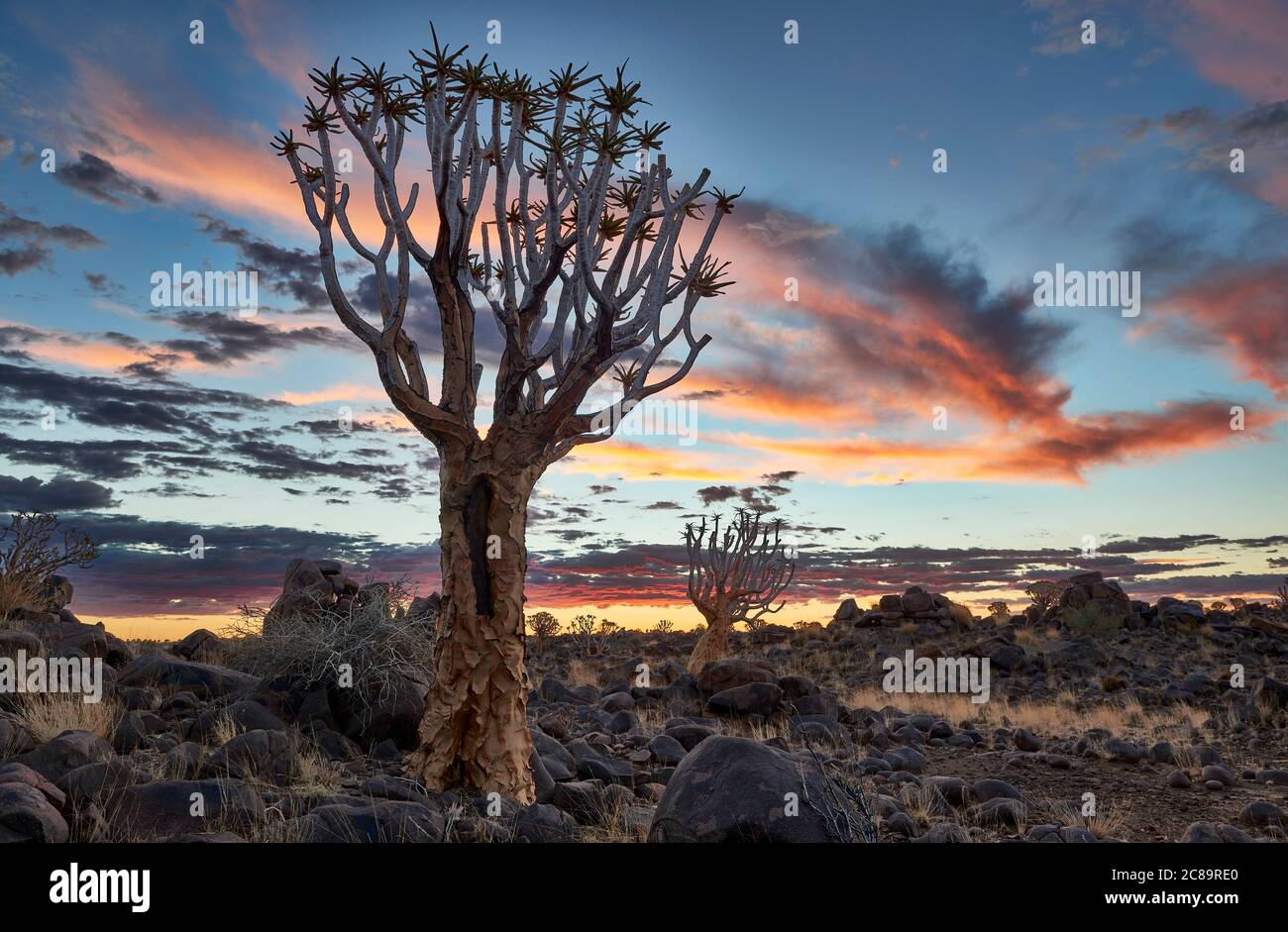 Coucher de soleil au Quiver Tree Forest, L'Aloe dichotoma, ferme Garas, Mesosaurus Fossil Site, Keetmanshoop, Namibie, Afrique Banque D'Images
