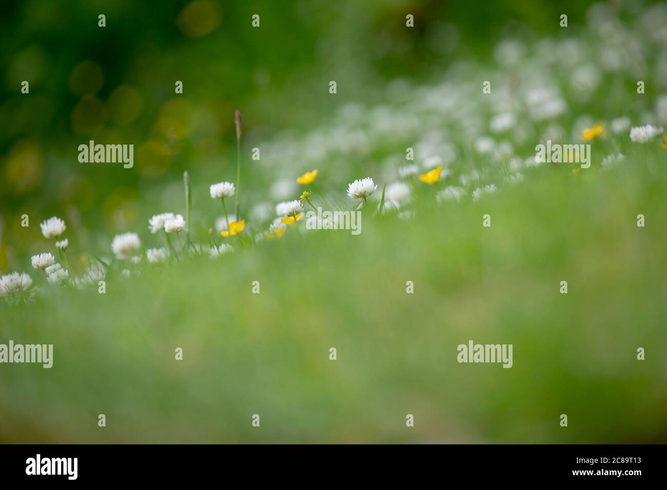 Le trèfle blanc (Trifolium repens) et le buttercup rampant (Ranunculus repens) ont laissé pousser sauvage dans une pelouse pour aider à nourrir les pollinisateurs. Banque D'Images