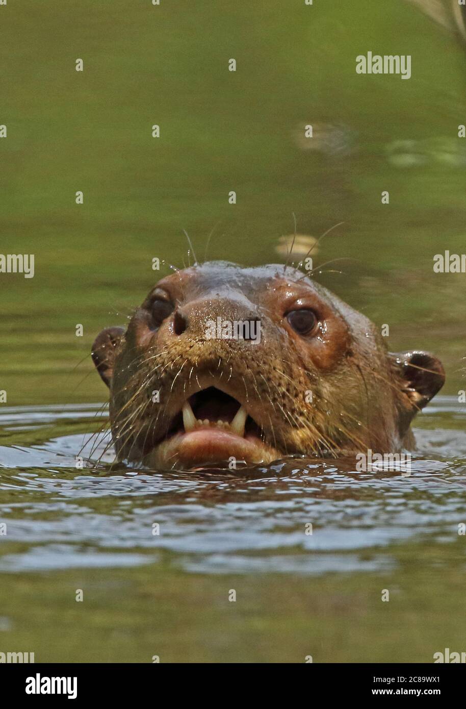 Giant Otter (Pteronura brasiliensis) close up of adult head in river Inirida, Colombia November Banque D'Images