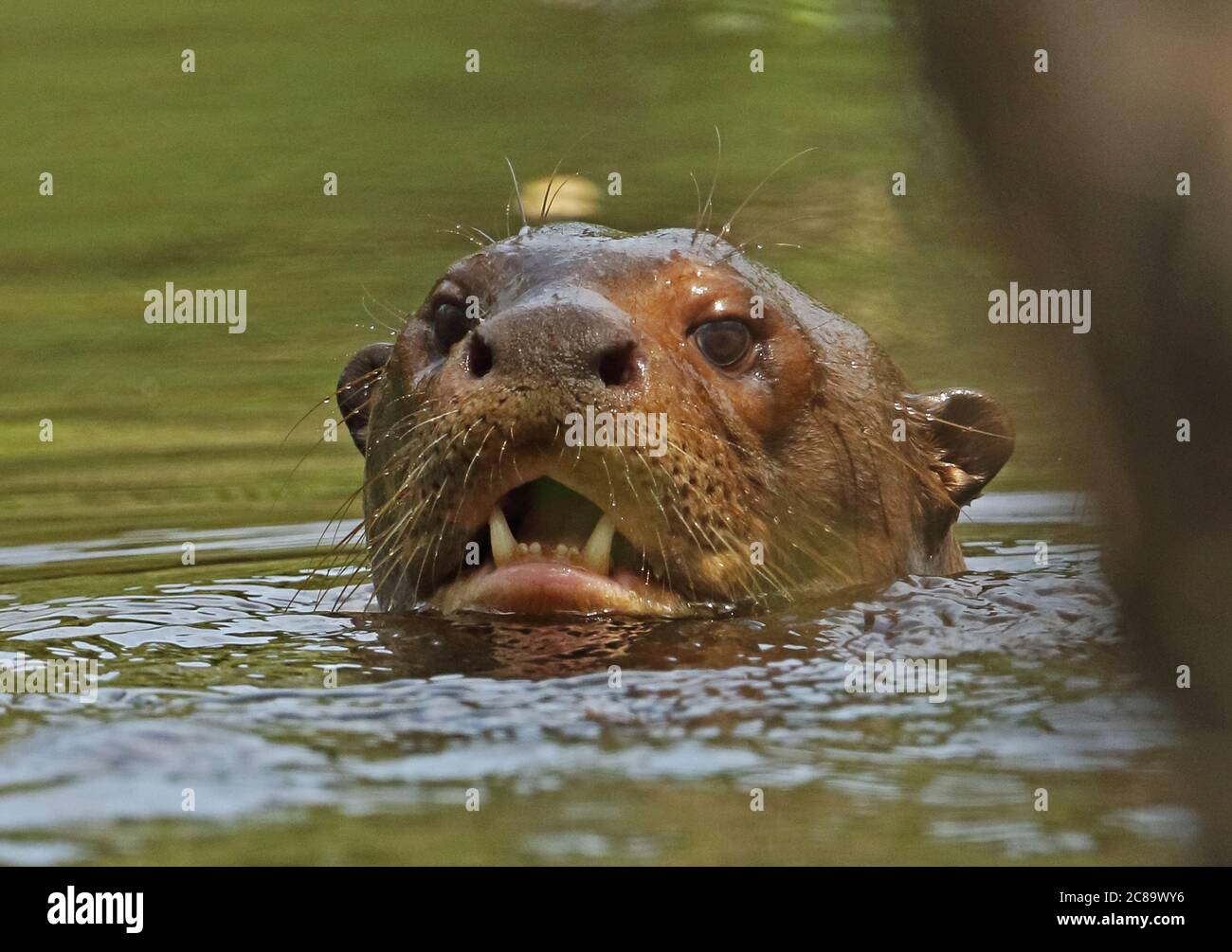 Giant Otter (Pteronura brasiliensis) close up of adult head in river Inirida, Colombia November Banque D'Images