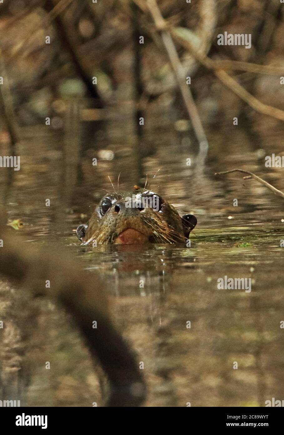Giant Otter (Pteronura brasiliensis) close up of adult head in river Inirida, Colombia November Banque D'Images