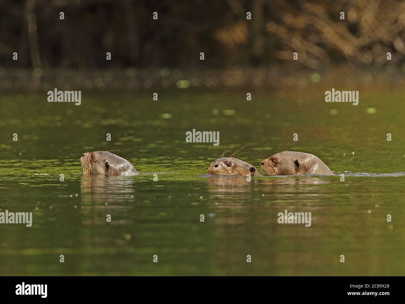 Giant Otter (Pteronura brasiliensis) three adults swimming in river Inirida, Colombia November Banque D'Images