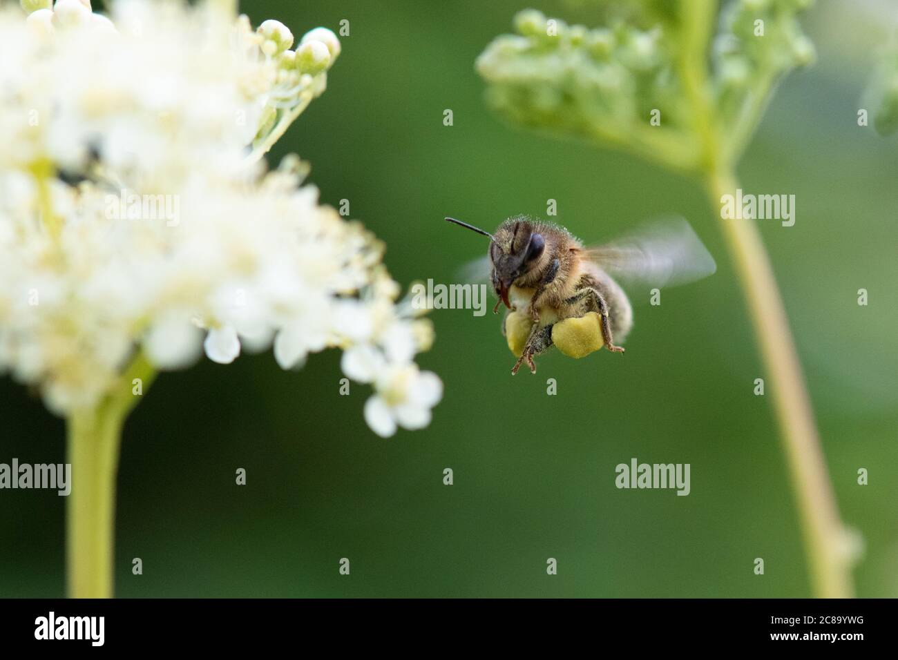 Abeille (APIs mellifera) collectant du pollen de Meadowsweet Filipendula ulmaria flowers, Écosse, Royaume-Uni Banque D'Images