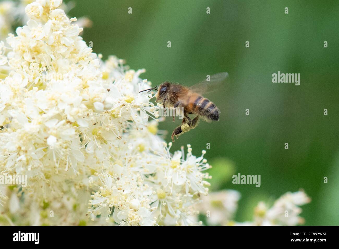 Abeille (APIs mellifera) collectant du pollen de fleurs de Meadowsweet Filipendula ulmaria, Écosse, Royaume-Uni Banque D'Images