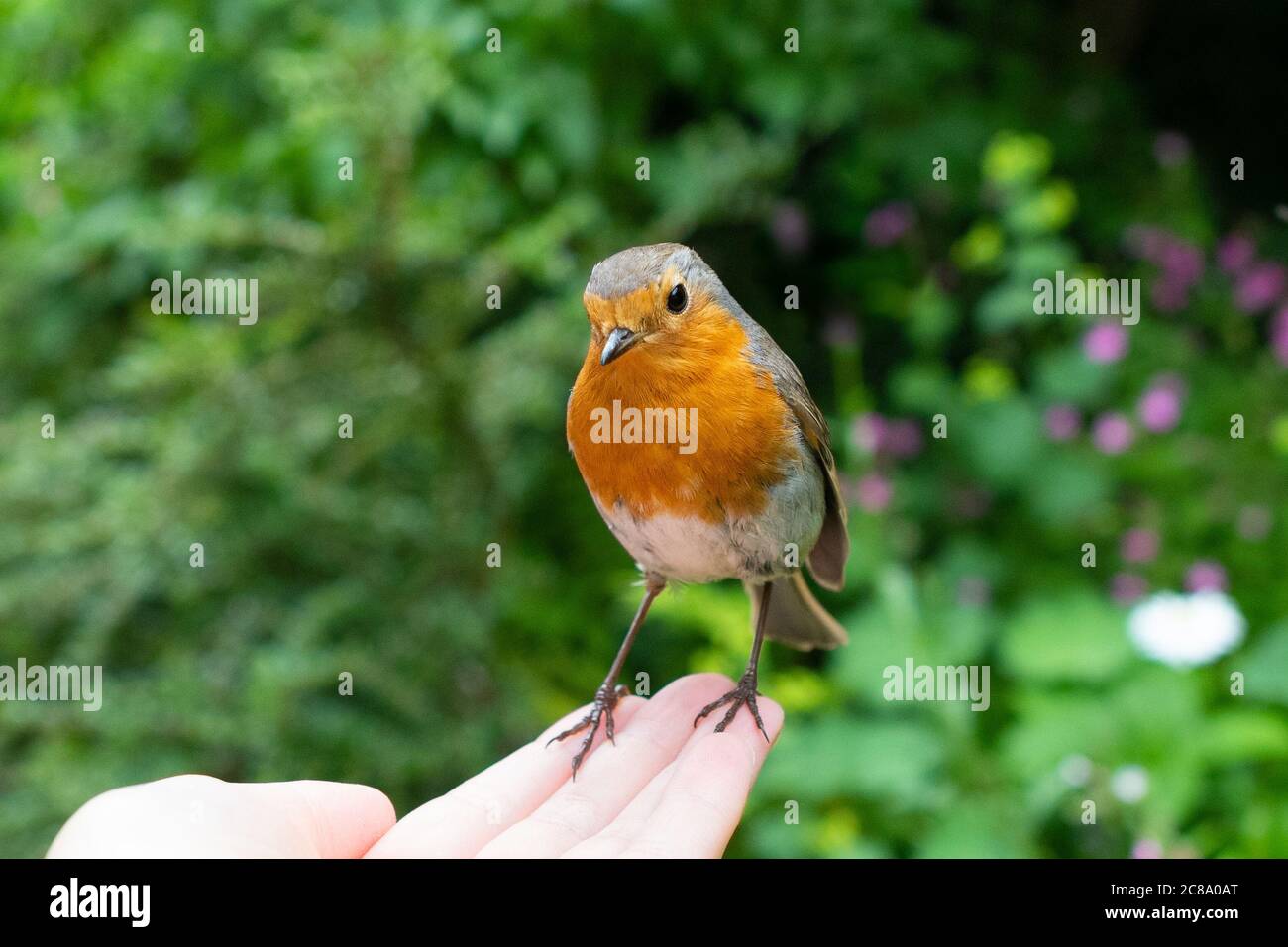 Robin - erithacus rubecula - perchée sur les femmes main étant nourri vers méalworms - Royaume-Uni Banque D'Images