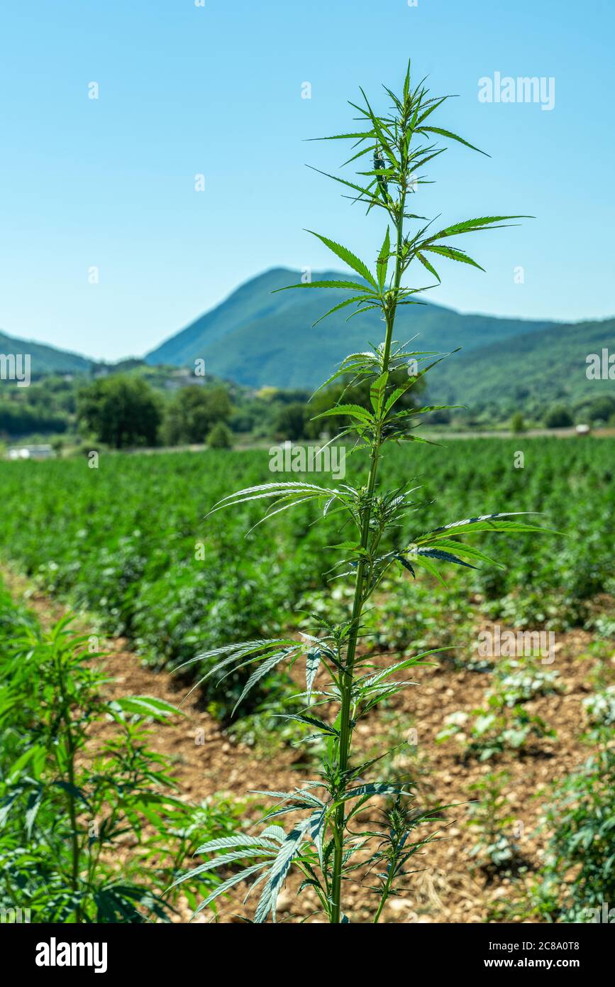 Culture de Cannabis Sativa. Marijuana médicale Banque D'Images