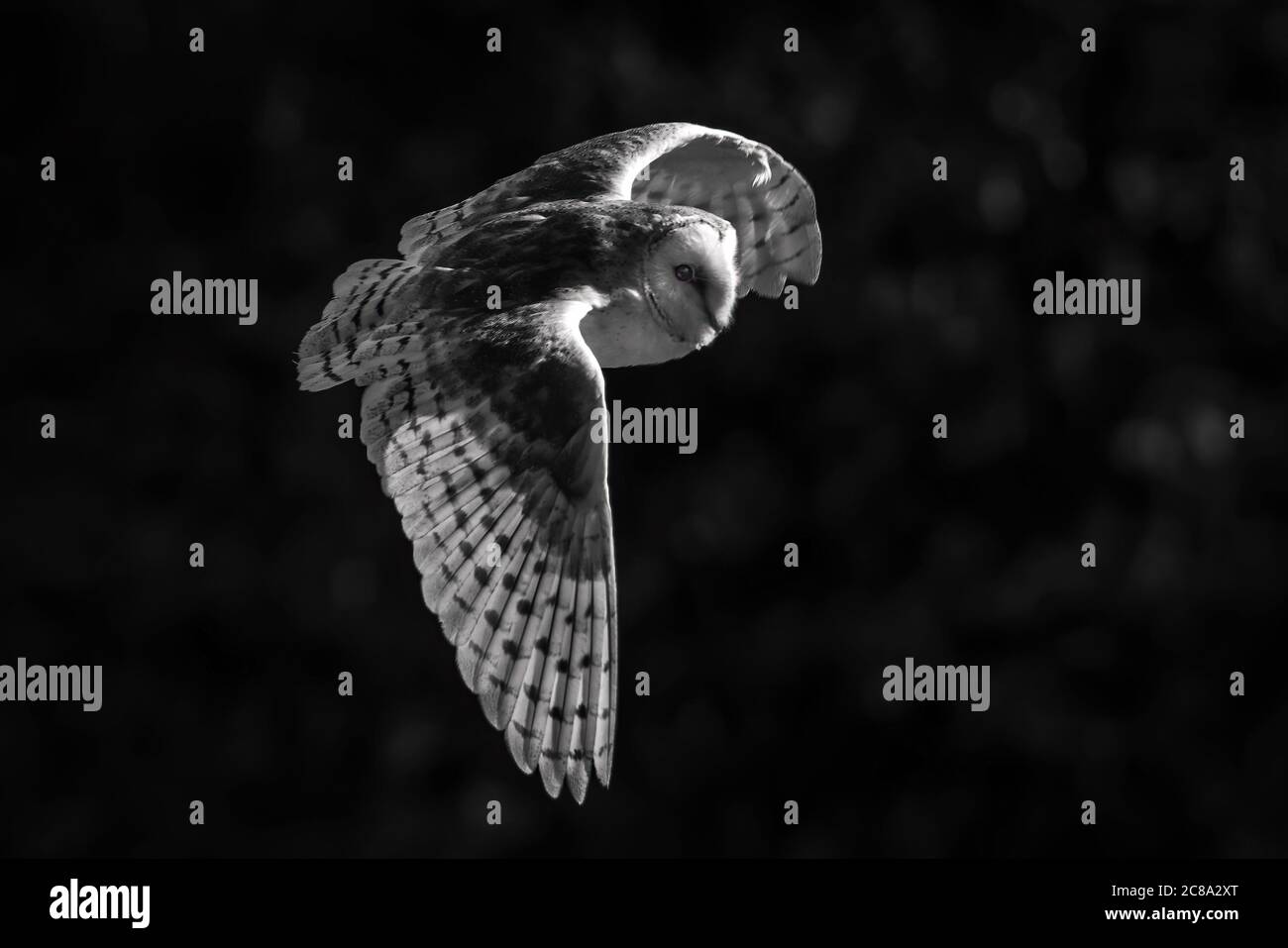 OWL à barbe commune, Tyto alba avec ailes ouvertes, étalés en vol en vol bas à travers prairie noir et blanc photo monochrome stock Banque D'Images
