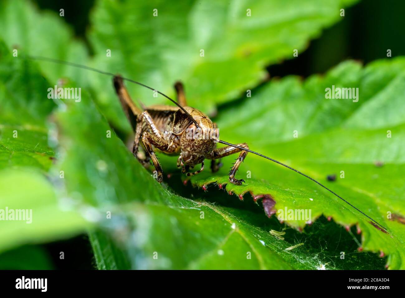 Pholidoptera griseoaptera (Cricket de Bush foncé) espèce commune d'insecte brun trouvée dans les champs de prés et de jardins photo de stock Banque D'Images