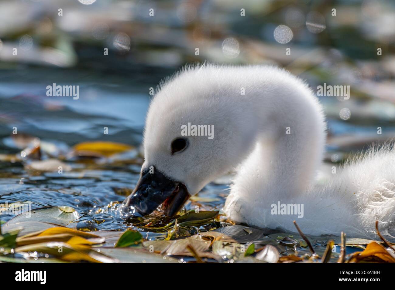 Cygne Bebe Cygnus Cygnus Dans L Eau Photo Stock Alamy