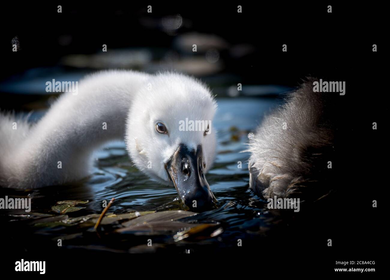 Cygne Bebe Cygnus Cygnus Dans L Eau Photo Stock Alamy