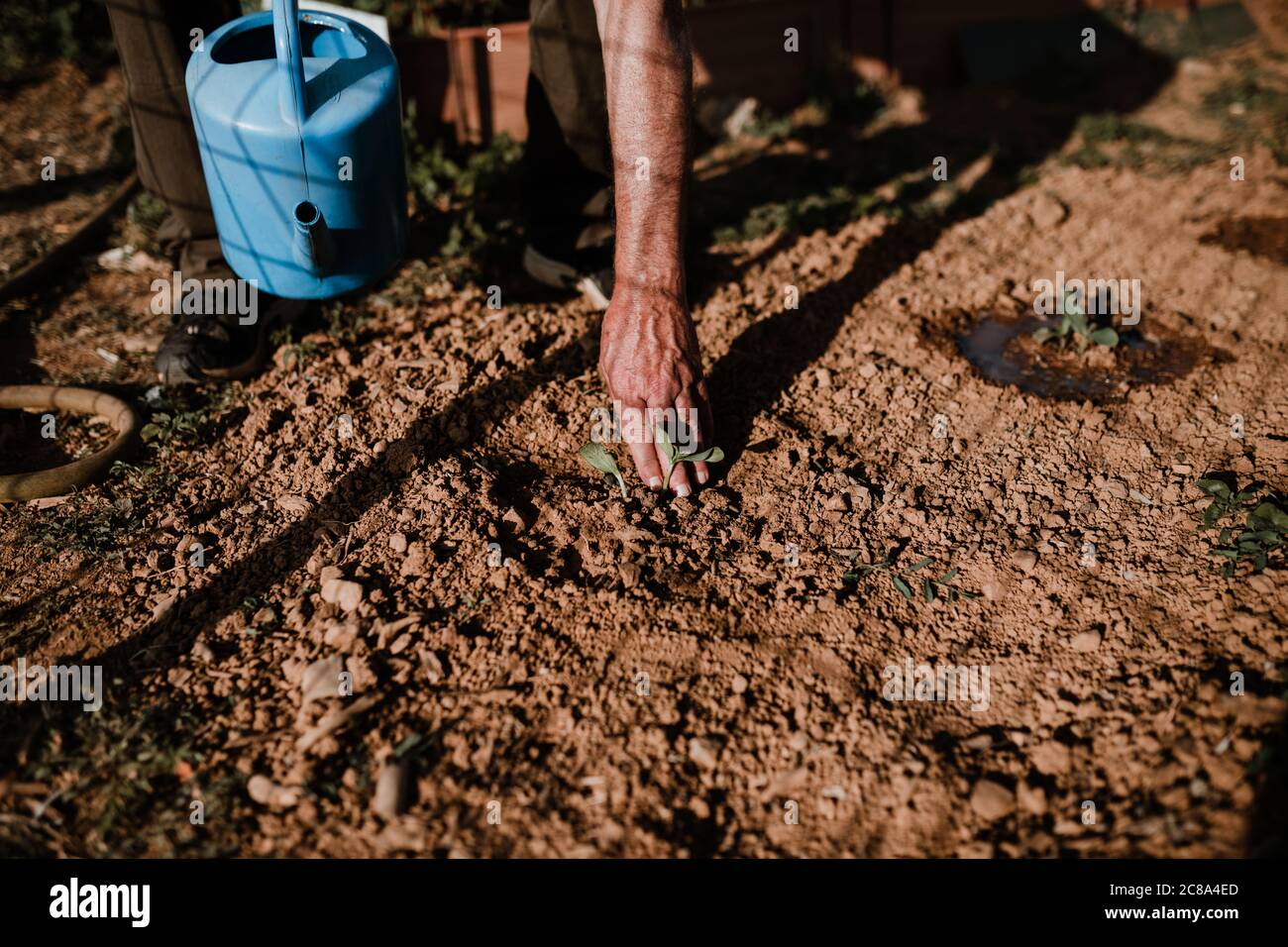 Séance photo d'un fermier cultivant de la nourriture biologique dans son jardin. Banque D'Images
