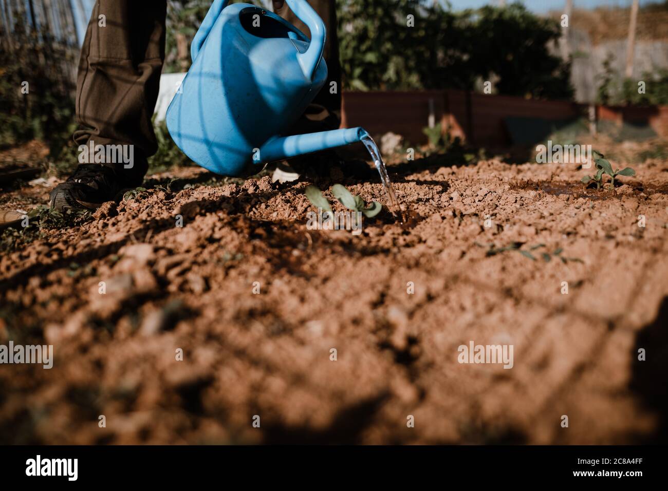 Séance photo d'un fermier cultivant de la nourriture biologique dans son jardin. Banque D'Images