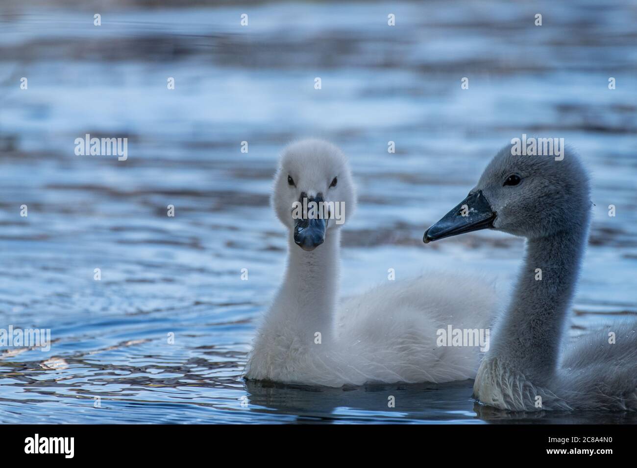 Bebe Cygne Banque D Image Et Photos Alamy Bebe Cygne Banque D Image Et Photos Alamy