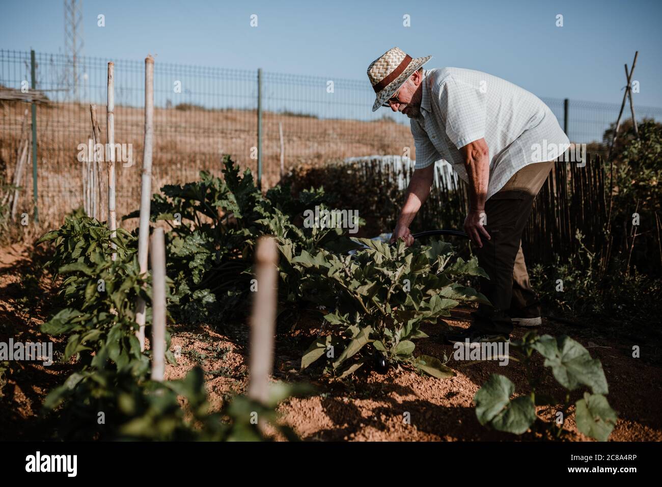Séance photo d'un fermier cultivant de la nourriture biologique dans son jardin. Banque D'Images