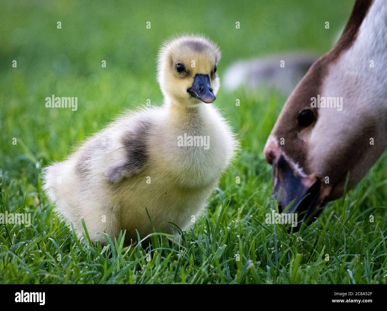 Bebe Oie Sur L Herbe Photo Stock Alamy