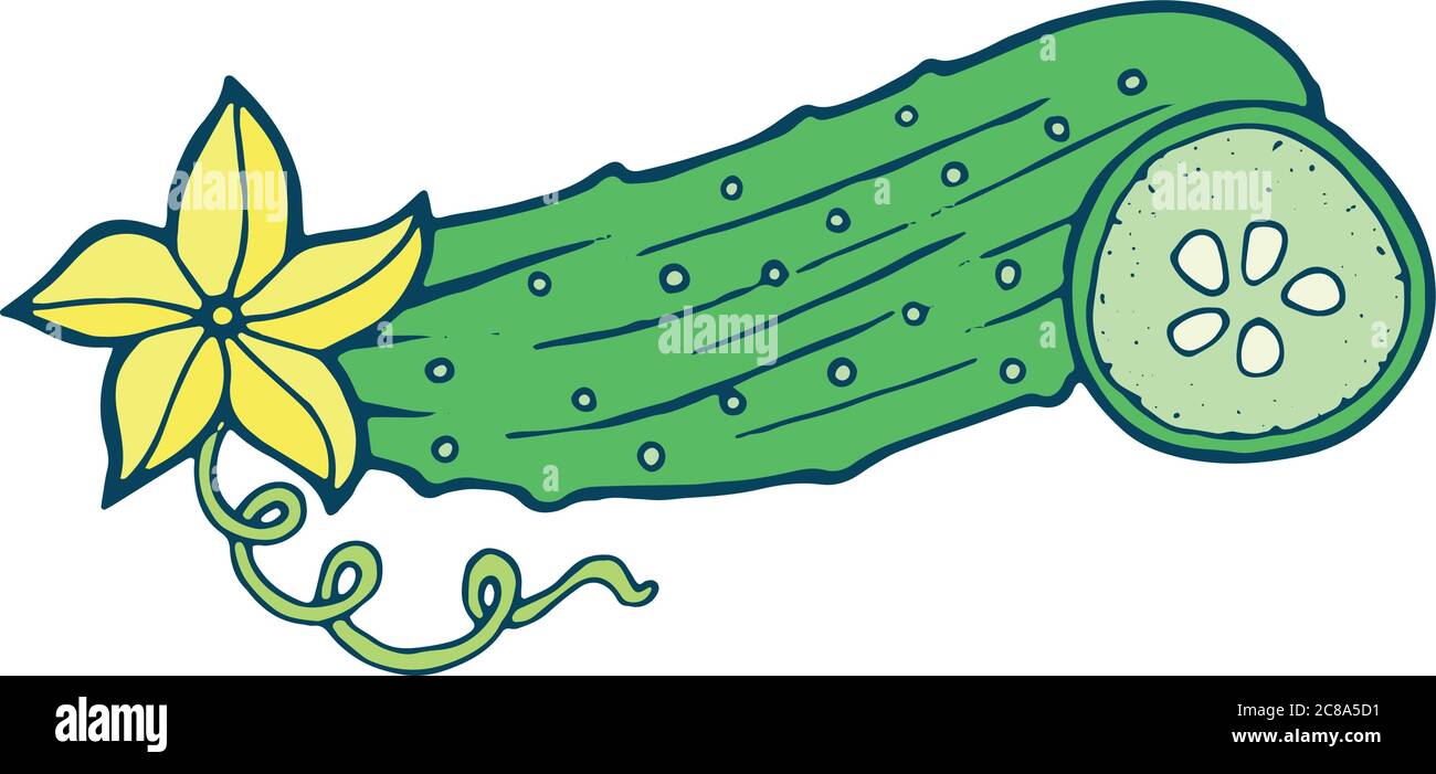 Illustration de la page de coloration du concombre dessinée à la main pour adultes et enfants Illustration de Vecteur