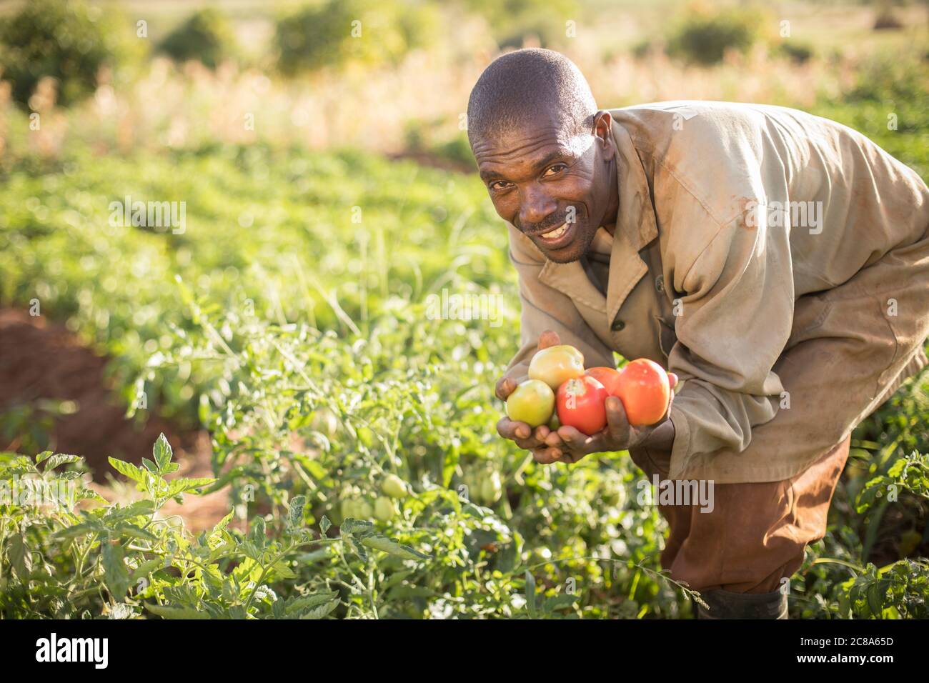 Un bon agriculteur récolte des tomates dans sa ferme du comté de Makueni, au Kenya. Banque D'Images