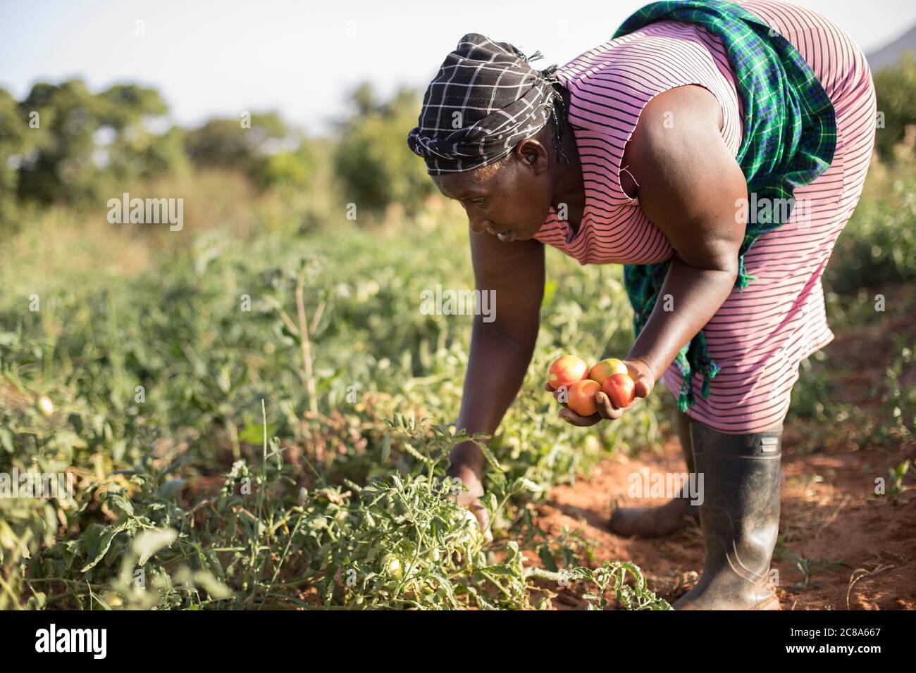 Une femme paysanne récolte des tomates dans la ferme de sa famille dans le comté de Makueni, au Kenya. Banque D'Images