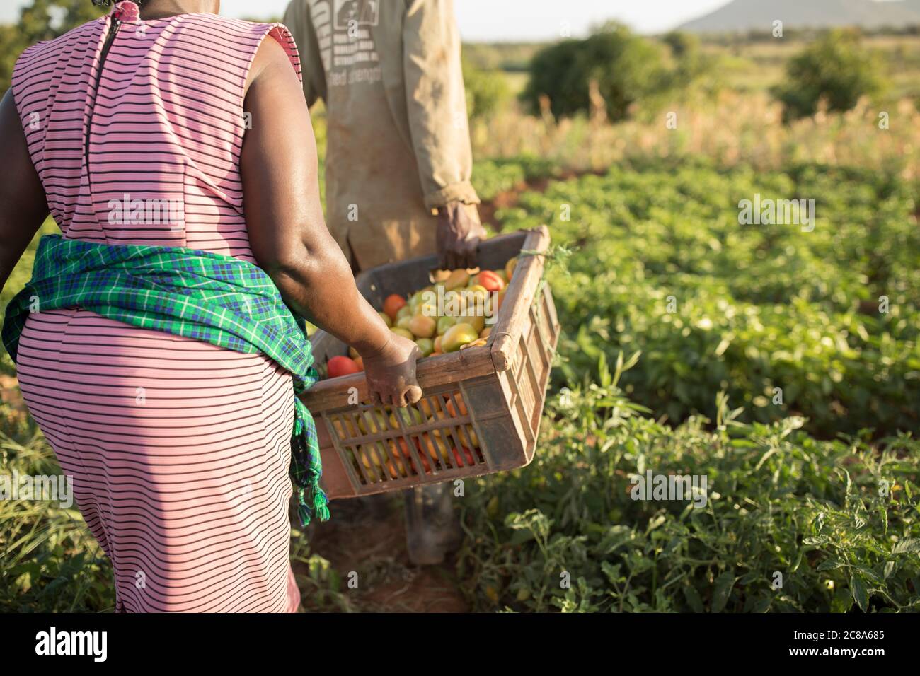 Les agriculteurs époux et épouse travaillent ensemble pour récolter leurs tomates dans leur ferme du comté de Makueni, au Kenya. Banque D'Images