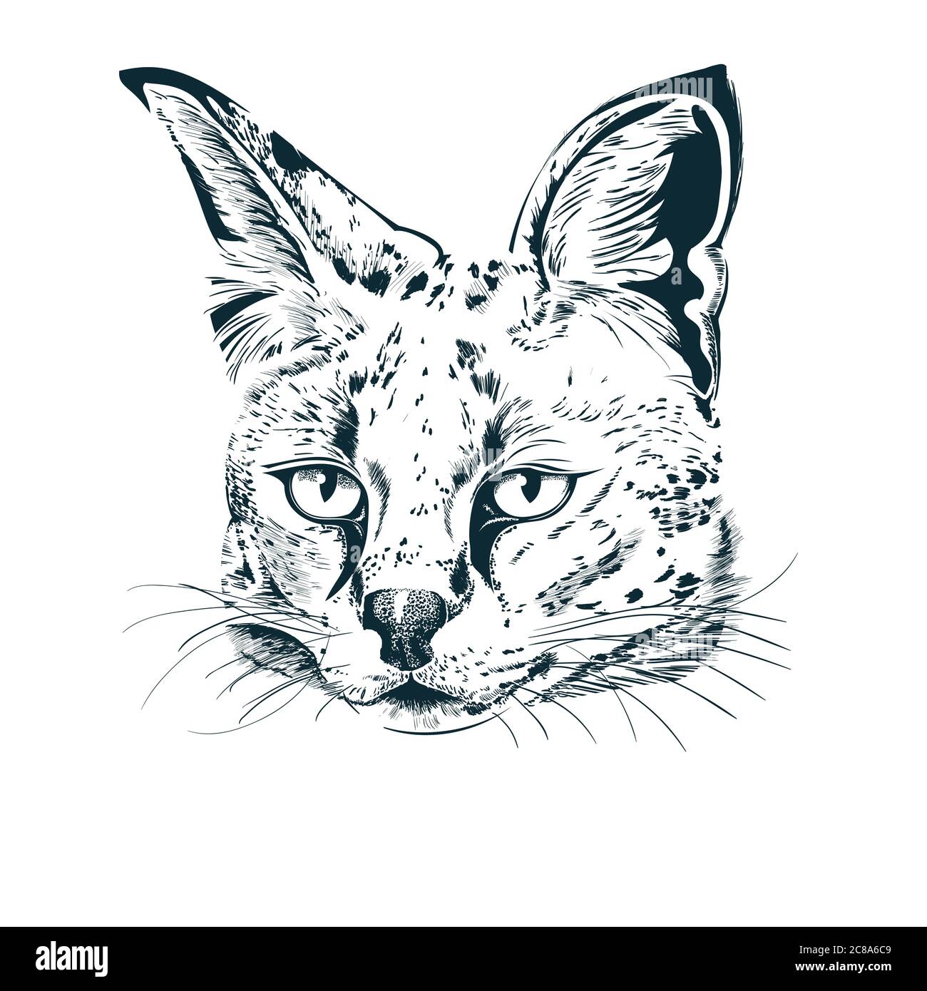 Dessin à la main de serval sur blanc Illustration de Vecteur