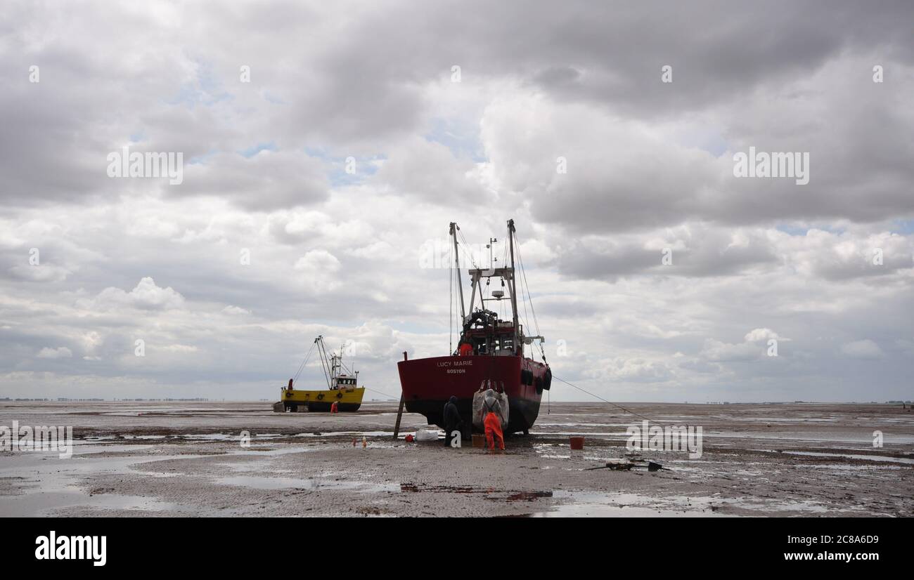 Bateaux de pêche commerciaux de Boston et King's Lynn à la main-raking cockles dans le Wash, une grande crique sur la côte est de l'Angleterre. Banque D'Images