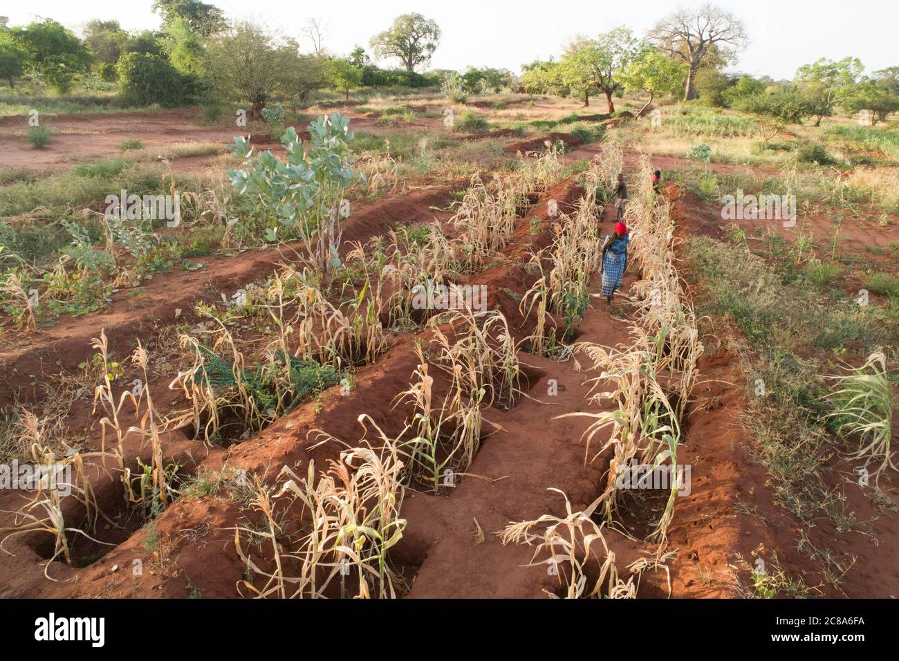 Les agriculteurs touchés par le changement climatique utilisent les techniques de puits de monticule et de zai pour canaliser l'eau dans des fosses riches en compost et en nutriments où les cultures sont plus productives. Banque D'Images