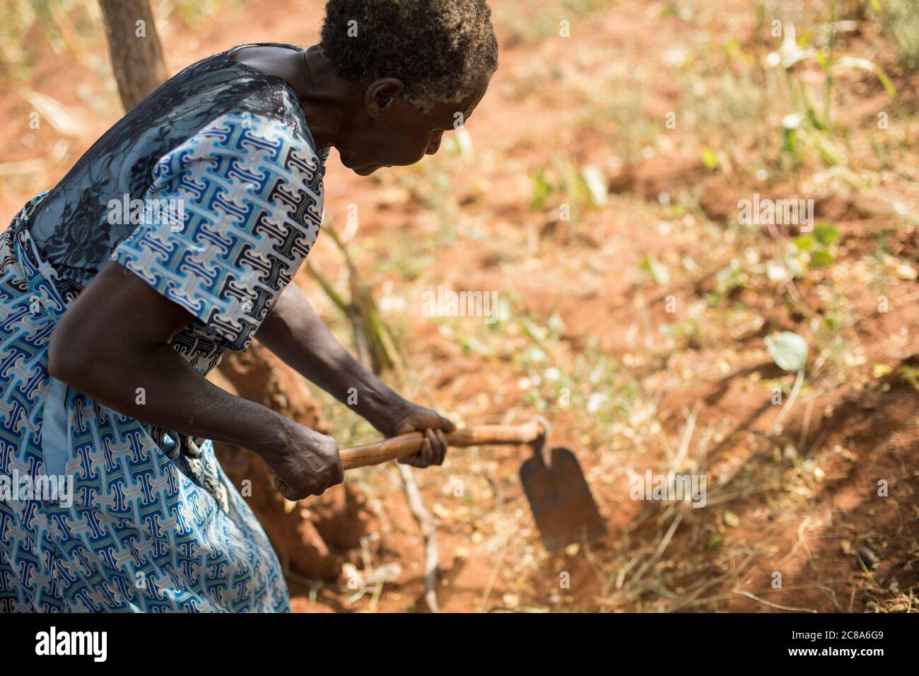 Regina Mwangangi(65) lutte pour élever des cultures dans sa ferme dans une région aride et infertile du Kenya. Projet LWR Esaïe 58 - Comté de Makueni, Kenya. Janvier Banque D'Images