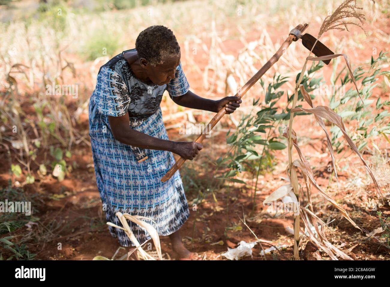 Regina Mwangangi(65) lutte pour élever des cultures dans sa ferme dans une région aride et infertile du Kenya. Projet LWR Esaïe 58 - Comté de Makueni, Kenya. Janvier Banque D'Images