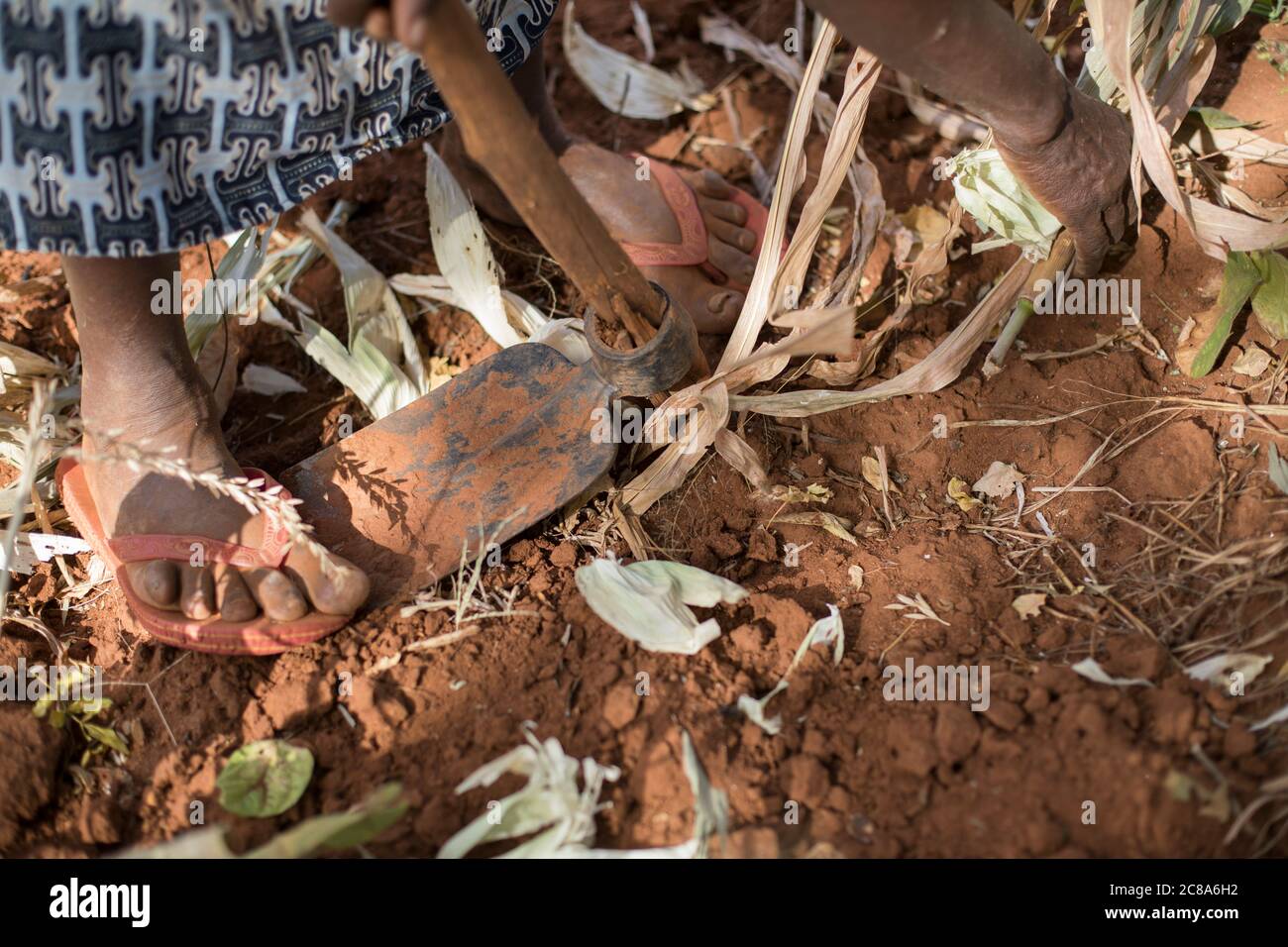 Regina Mwangangi(65) lutte pour élever des cultures dans sa ferme dans une région aride et infertile du Kenya. Projet LWR Esaïe 58 - Comté de Makueni, Kenya. Janvier Banque D'Images