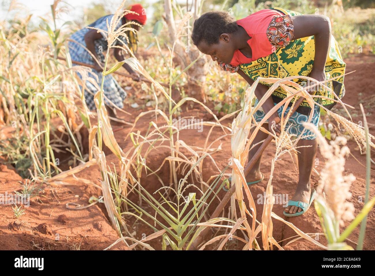 Les agriculteurs touchés par le changement climatique utilisent les techniques de puits de monticule et de zai pour canaliser l'eau dans des fosses riches en compost et en nutriments où les cultures sont plus productives. Banque D'Images