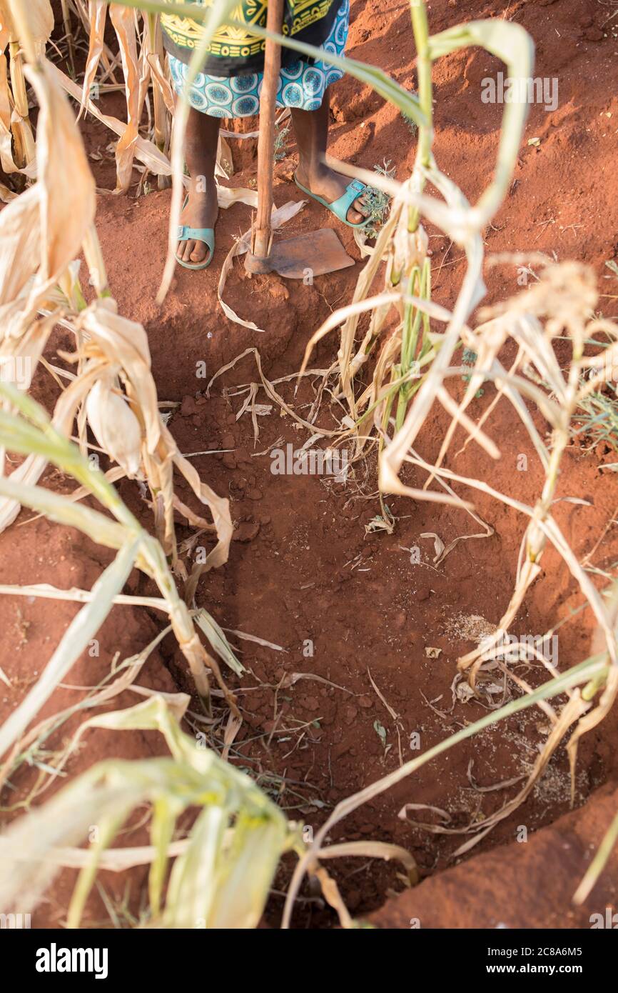 Les agriculteurs touchés par le changement climatique utilisent les techniques de puits de monticule et de zai pour canaliser l'eau dans des fosses riches en compost et en nutriments où les cultures sont plus productives. Banque D'Images