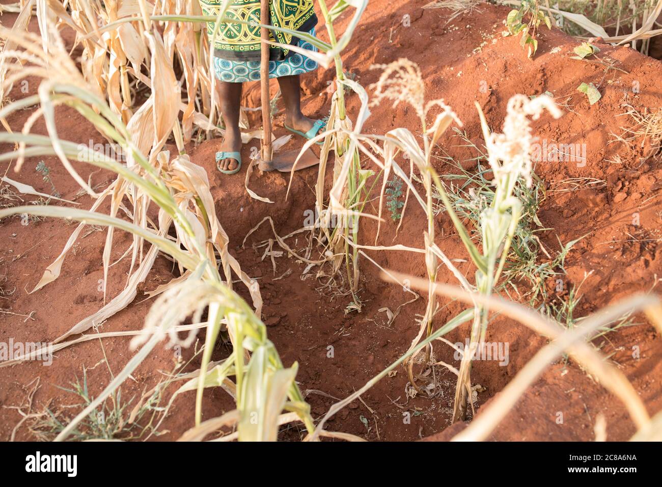 Les agriculteurs touchés par le changement climatique utilisent les techniques de puits de monticule et de zai pour canaliser l'eau dans des fosses riches en compost et en nutriments où les cultures sont plus productives. Banque D'Images
