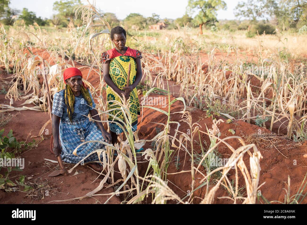 Les agriculteurs touchés par le changement climatique utilisent les techniques de puits de monticule et de zai pour canaliser l'eau dans des fosses riches en compost et en nutriments où les cultures sont plus productives. Banque D'Images