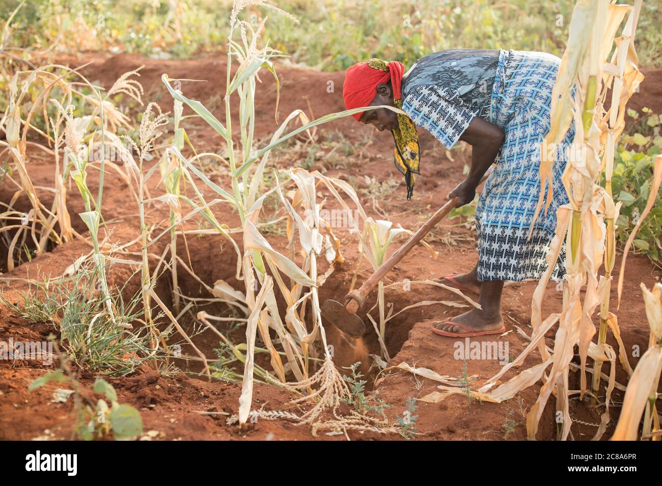 Les agriculteurs touchés par le changement climatique utilisent les techniques de puits de monticule et de zai pour canaliser l'eau dans des fosses riches en compost et en nutriments où les cultures sont plus productives. Banque D'Images