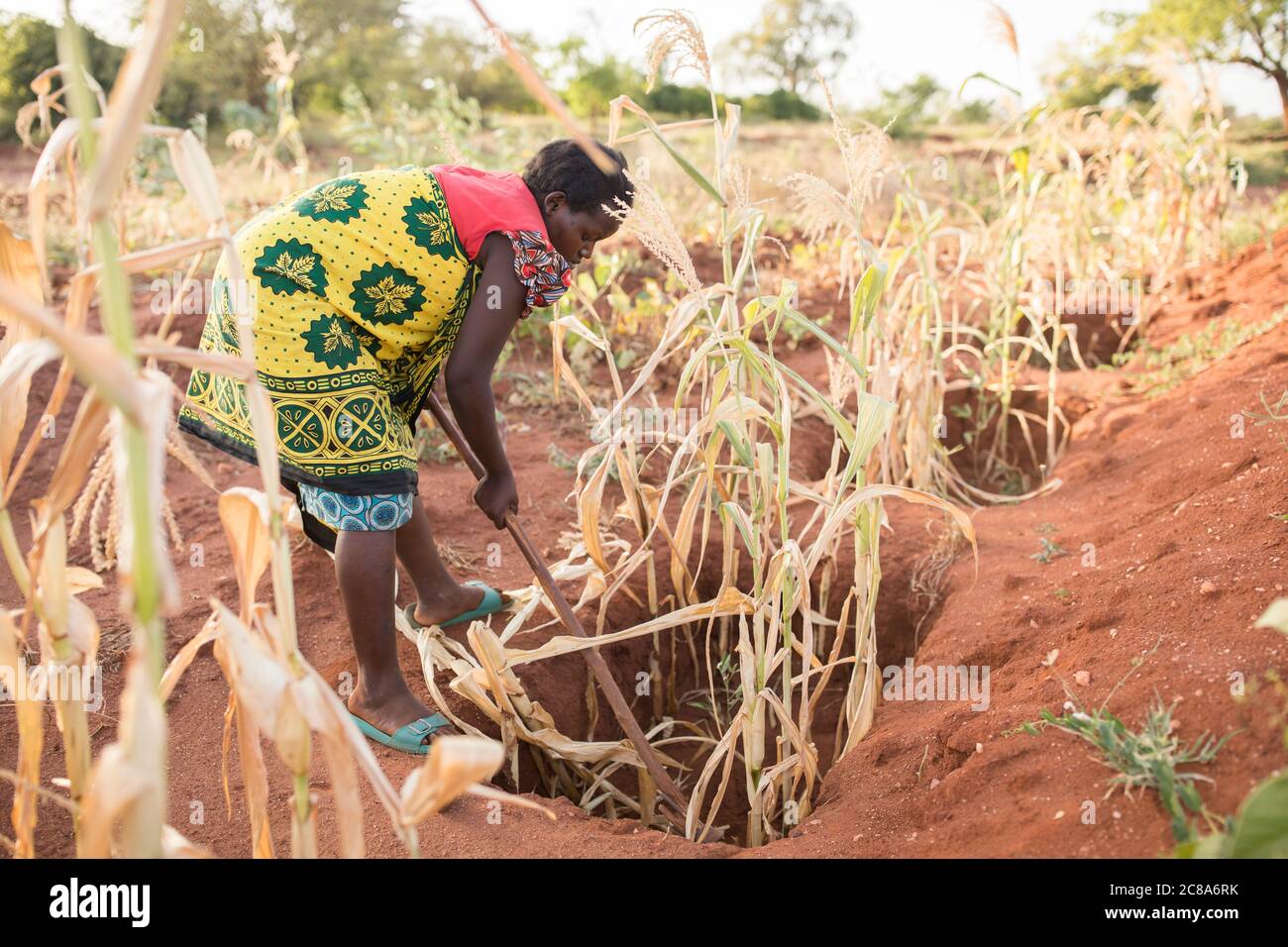 Les agriculteurs touchés par le changement climatique utilisent les techniques de puits de monticule et de zai pour canaliser l'eau dans des fosses riches en compost et en nutriments où les cultures sont plus productives. Banque D'Images